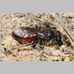 Sphecodes pellucidus - Blutbiene w002e 9mm - Sandgrube Niedringhaussee-det.jpg